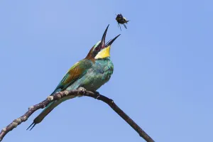 Middle Europe Nature Scene Drucke: Bee-eater (Merops apiaster), Germany