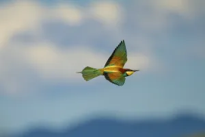 Deserted Habitat Germany Drucke: Bee-eater (Merops apiaster) in Germany