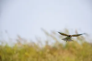 Hungarian Fauna Images Drucke: Bee-eater (Merops apiaster) Hungary