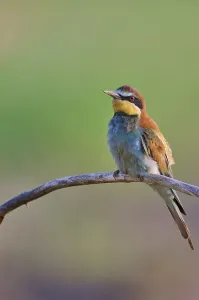 Merops Apiaster Habitat Drucke: Bee-eater (Merops apiaster), Lower Saxony