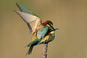 European Bee Eater Mating Drucke: Bee-eater (Merops apiaster) mating on a branch