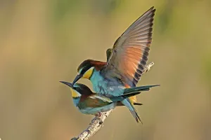 European Bee Eater Mating Drucke: Bee-eater (Merops apiaster) mating on a branch