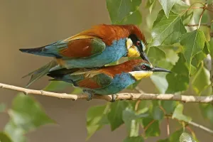 European Bee Eater Mating Drucke: Bee-eater (Merops apiaster) mating on a branch