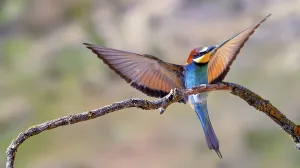 Schwalbenhirse, Merops apiaster, Mittelmeerwald.