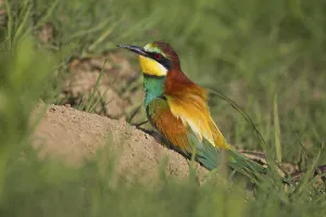 Wildlife In Bulgaria Drucke: Bee-eater (Merops apiaster) at a nesting hole