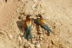 No People Bird Images Germany Drucke: Bee-eater (Merops apiaster) at nesting wall