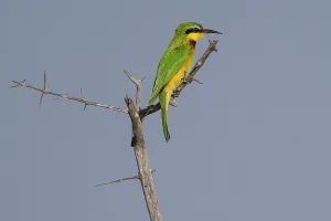Namibia Nature Reserve Photos Drucke: Bee-eater (Merops apiaster), Okavango