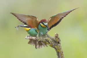 European Bee Eater Pair Drucke: Bee-eater (Merops apiaster), pair