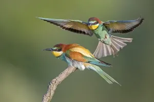 European Bee Eater Pair Drucke: Bee-eater (Merops apiaster), pair