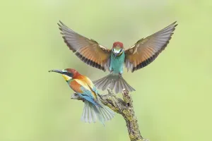 European Bee Eater Pair Drucke: Bee-eater (Merops apiaster), pair