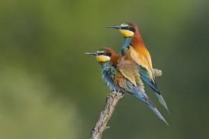 Empty Landscape Photo Drucke: Bee-eater (Merops apiaster), pair