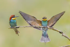 European Bee Eater Pair Drucke: Bee-eater (Merops apiaster), pair