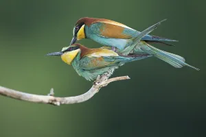 Animal Reproduction Behavior Drucke: Bee-eater (Merops apiaster), pair