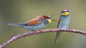 European Bee Eater Pair Drucke: Bee-eater (Merops apiaster) pair