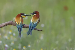 Wildlife Nature Reserve Drucke: Bee-eater, (Merops apiaster), pair
