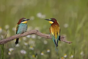 Bird Photography In Hungary Drucke: Bee-eater, (Merops apiaster), pair