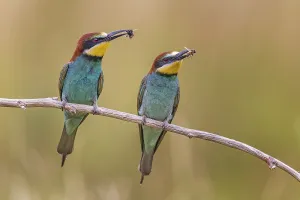European Bee Eater Mating Drucke: Bee-eater (Merops apiaster) pair