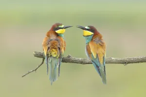 Burgenland Bird Species Drucke: Bee-eater (Merops apiaster) pair