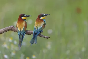 Natural Preserve Drucke: Bee-eater, (Merops apiaster), pair