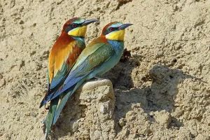 European Bee Eater Pair Drucke: Bee-eater, Merops apiaster, pair