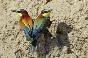 European Bee Eater Pair Drucke: Bee-eater, Merops apiaster, pair