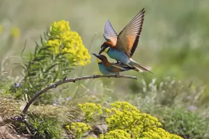 European Bee Eater Mating Drucke: Bee-eater (Merops apiaster), pair mating