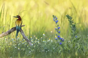 Wildflowers In Meadow Drucke: Bee-eater, (Merops apiaster), perch