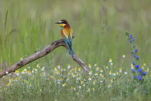 Panoramic Image Drucke: Bee-eater, (Merops apiaster), perch