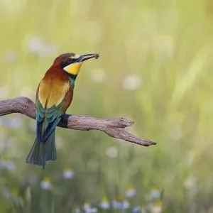 Flower Meadow Wildlife Drucke: Bee-eater, (Merops apiaster), perch