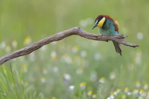 Wildlife Conservation Area Europe Drucke: Bee-eater, (Merops apiaster), perch