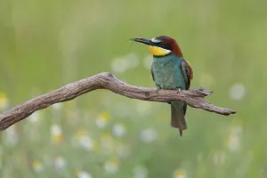Birds In Wild Nature Drucke: Bee-eater, (Merops apiaster), perch