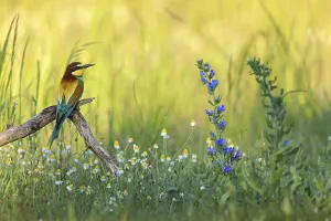 Wildflowers In Europe Drucke: Bee-eater, (Merops apiaster), perch