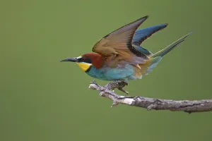Wildlife In Bulgaria Drucke: Bee-eater (Merops apiaster) preparing to take off