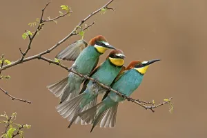 Bee Eater Habitat Germany Drucke: Bee-eater (Merops apiaster) sitting on a branch