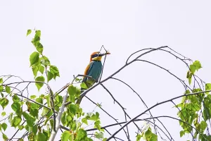European Bee Eaters Nesting Site Drucke: Bee-eater (Merops apiaster), summer