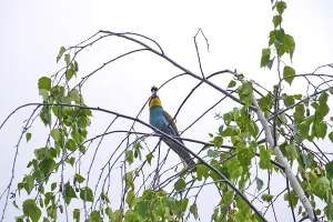 Uninhabited Nature Scenes Europe Drucke: Bee-eater (Merops apiaster), summer