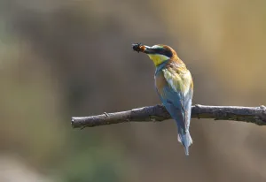 Rock Cliff Landscape Drucke: Bee-eater - Roller (Merops apiaster)