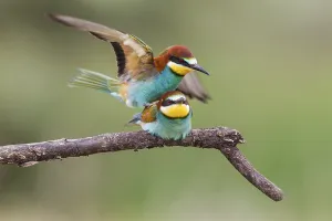 Bird Mating Behaviour Drucke: Bee-eater, Romania (Merops apiaster)