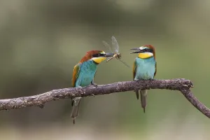 Southeastern Europe Birds Drucke: Bee-eater, Romania (Merops apiaster)