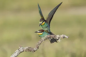 Bird Mating Behaviour Drucke: Bee-eater, Spain (Merops apiaster)