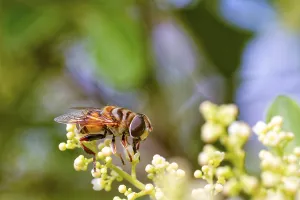 Wildflower Close Ups Drucke: Bee perched on a withe flower collecting pollen