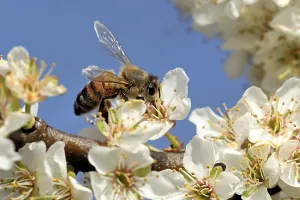 Bee Hotel Nesting Aid Drucke: Bee in spring