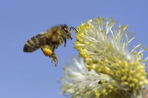 Close Up Bee Drucke: Bee in spring