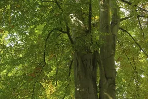 Foliage Colouring Drucke: Beech, beech 40