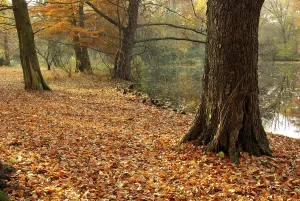 Autumn Leaf Coloration Drucke: Beech, beech