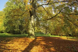 Atmospheric Landscapes Drucke: Beech, beech