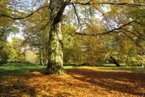 Autumn Leaf Color Drucke: Beech, beech