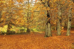 Colored Fall Foliage Drucke: Beech, beech