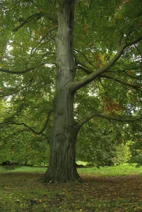 Common Beech Foliage Drucke: Beech, beech
