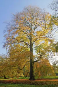 Autumn Foliage Colouring Drucke: Beech, beech